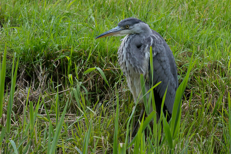 Blauwe Reiger